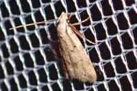 Symmoca oenophila