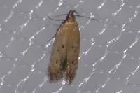Stomopteryx