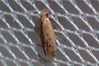 Stomopteryx