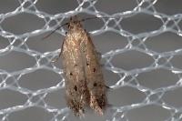 Stomopteryx