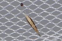 Plutella xylostella