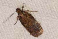 Depressaria