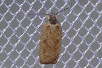 Agonopterix scopariella