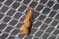 Brachmia blandella
