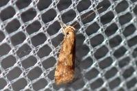 Brachmia blandella