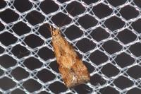 Brachmia blandella