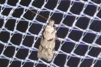 Symmoca signatella