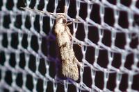Symmoca signatella