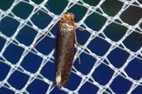 Cephimallota crassiflavella