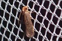 Cephimallota crassiflavella