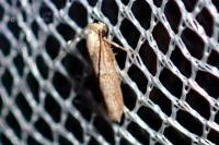 Symmocoides oxybiella