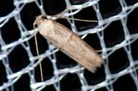 Symmocoides oxybiella