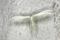 Pterophorus pentadactylus