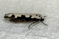 Ethmia bipunctella