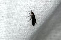 Coleophora