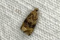 Celypha lacunana
