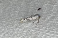 Yponomeuta