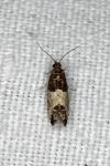 Spilonota ocellana