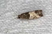 Spilonota ocellana