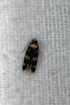 Oegoconia