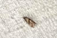 Cochylis flaviciliana
