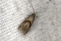 Cochylis flaviciliana