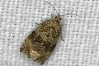 Celypha lacunana