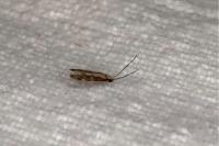 Agnathosia mendicella