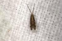 Agnathosia mendicella