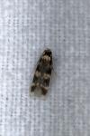 Oegoconia