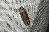 Carpatolechia fugacella