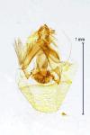 Carpatolechia fugacella
