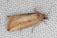 Bactra venosana