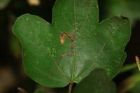 Stigmella aceris