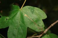 Stigmella aceris