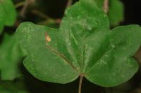 Stigmella aceris