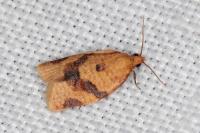 Clepsis consimilana