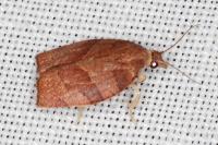 Pandemis heparana