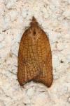 Acleris rhombana