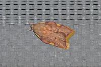 Carcina quercana