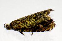Enarmonia formosana