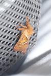 Triodia sylvina