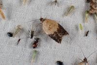 Acleris variegana