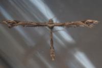 Amblyptilia acanthadactyla