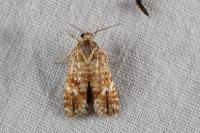 Aethes williana/margarotana
