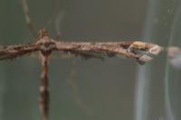 Amblyptilia acanthadactyla