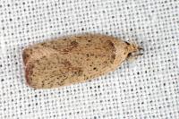 Agonopterix atomella