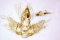 Agonopterix atomella