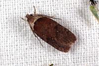 Agonopterix cnicella