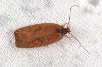 Agonopterix scopariella